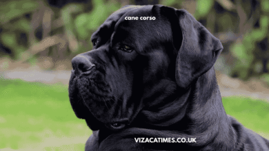 cane corso
