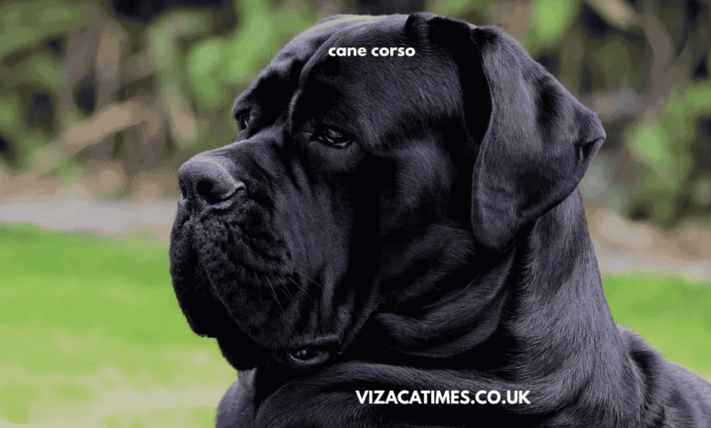 cane corso