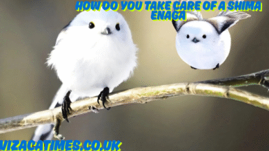 how do you take care of a shima enaga