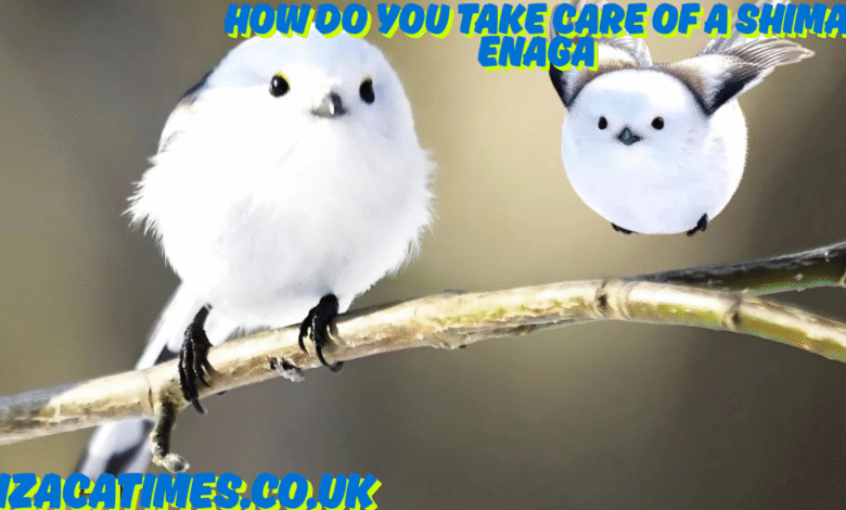 how do you take care of a shima enaga