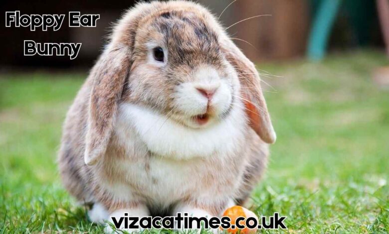 floppy ear bunny