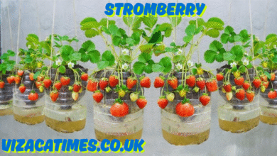 stromberry