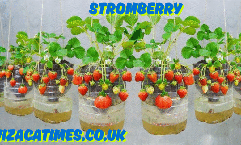 stromberry