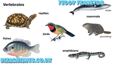 teddy tzanetos