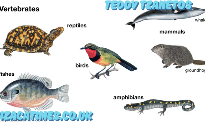 teddy tzanetos