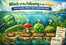 which of the following is an alga