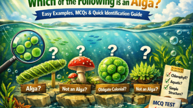 which of the following is an alga