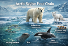 arctic region food chain